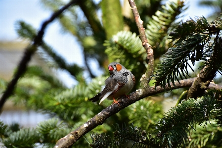 Foto árvore natureza filial pássaro