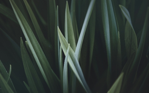 Grass light plant sunlight Photo