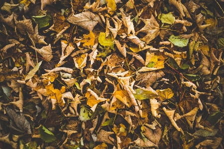 木 自然 植物 葉 写真