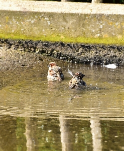 Foto Agua naturaleza pájaro animal