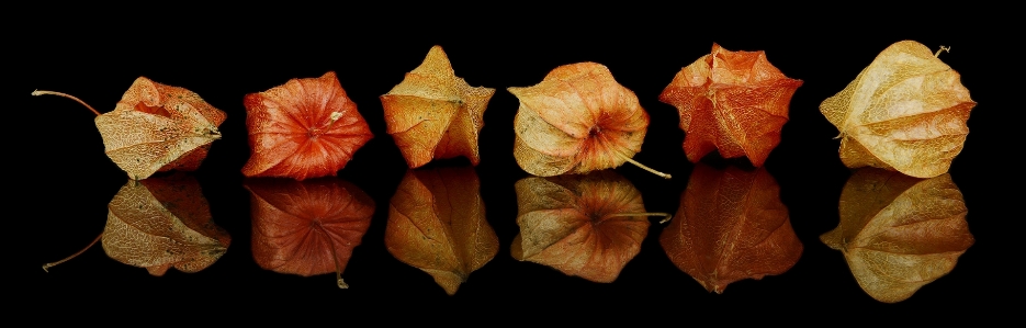 Plant leaf flower petal Photo