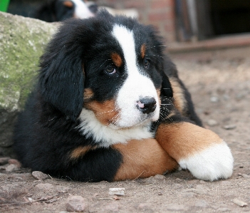 Foto Anak anjing mamalia bertulang belakang
