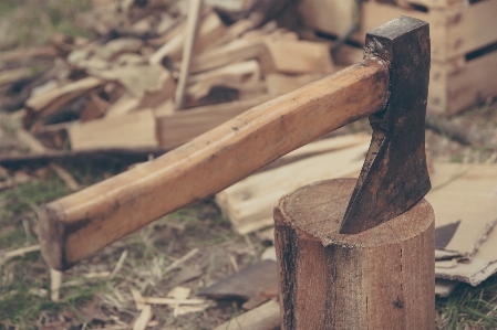 Work man tree forest Photo