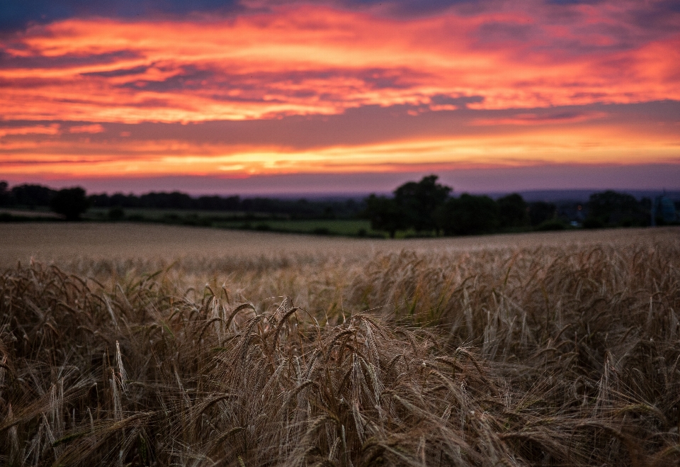 Landschaft natur gras horizont