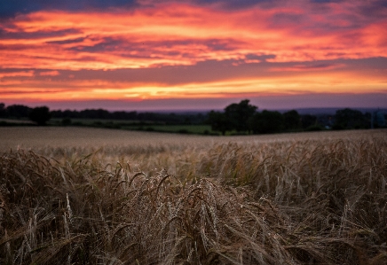 Landscape nature grass horizon Photo