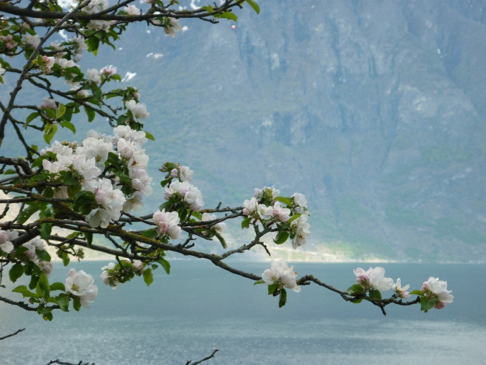 Baum zweig blüte anlage