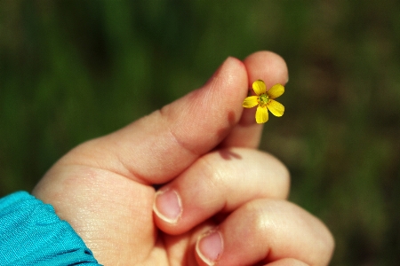 Hand grass plant photography Photo