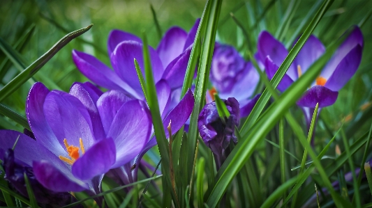 Nature grass blossom plant Photo