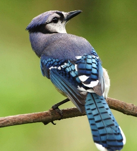 Natur zweig vogel flügel Foto