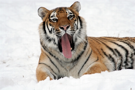 Photo Neige hiver animal faune