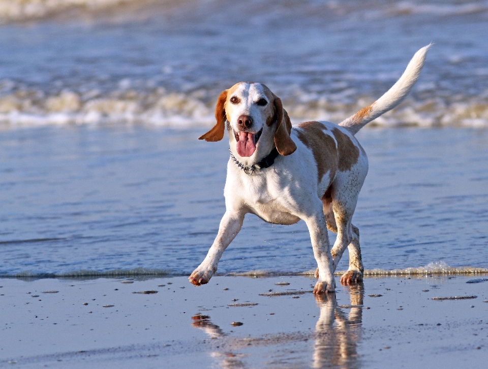 Praia ar livre correndo cachorro