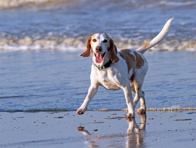 Beach outdoor running dog Photo