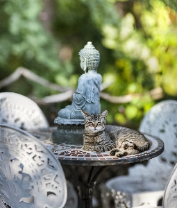 Foto Flor bonitinho monumento tranqüilidade
