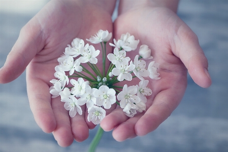 Hand blossom plant white Photo