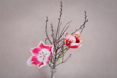 Branch blossom plant white Photo