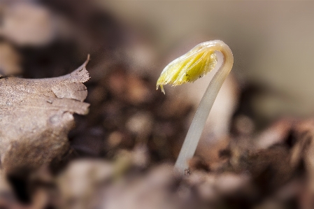 自然 植物 写真撮影 葉 写真