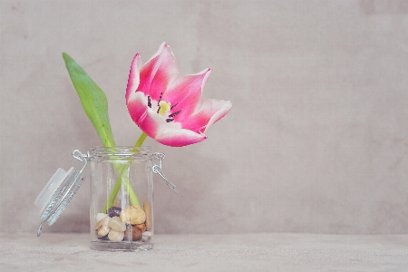 Blossom plant flower petal Photo