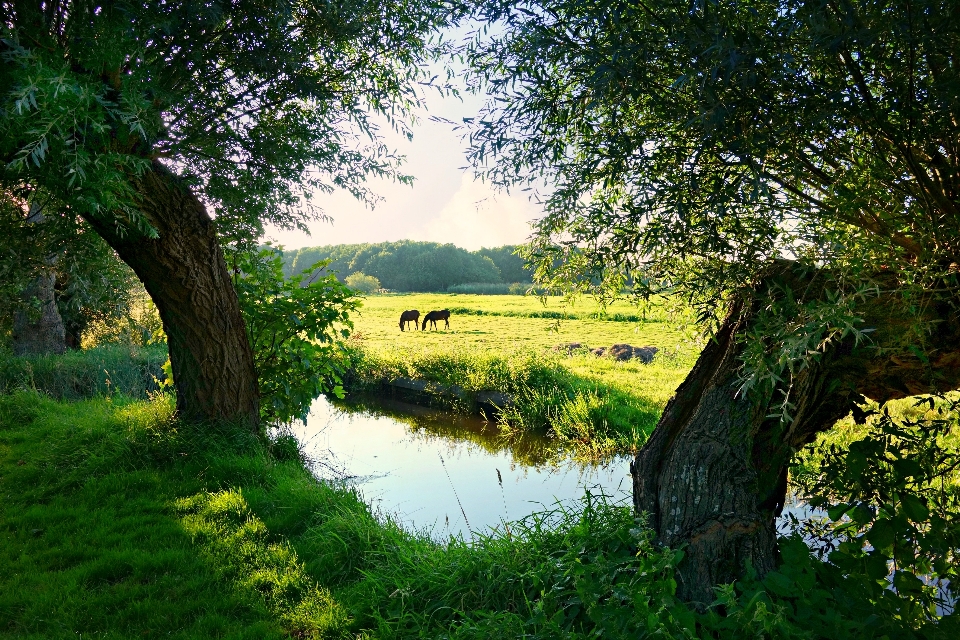 Landscape tree water nature