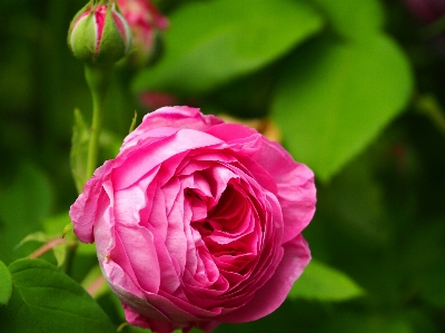 Nature blossom plant flower Photo