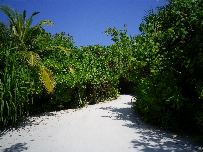 Beach landscape tree nature Photo