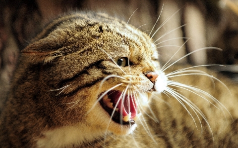 Foto Animais selvagens gato mamífero expressão facial
