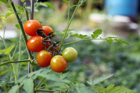 ブランチ 成長 植物 束 写真