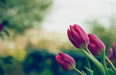 Nature blossom plant field Photo