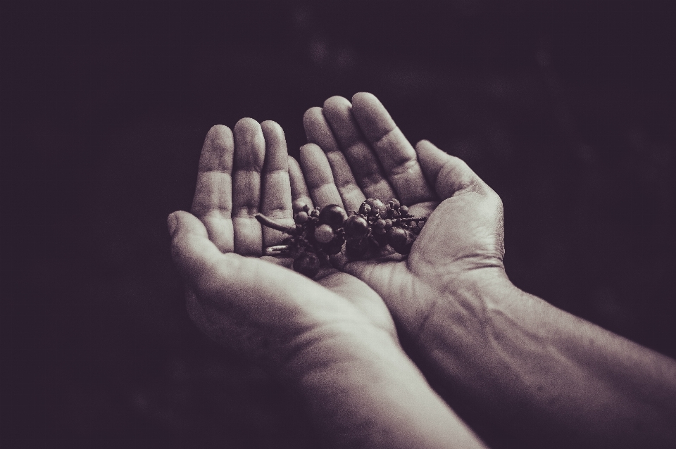 Hand nature black and white grape