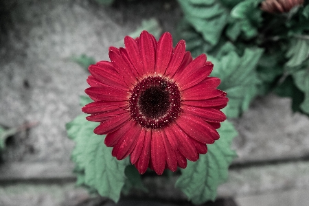 Plant flower petal bloom Photo