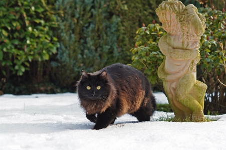 Photo Neige hiver en regardant faune