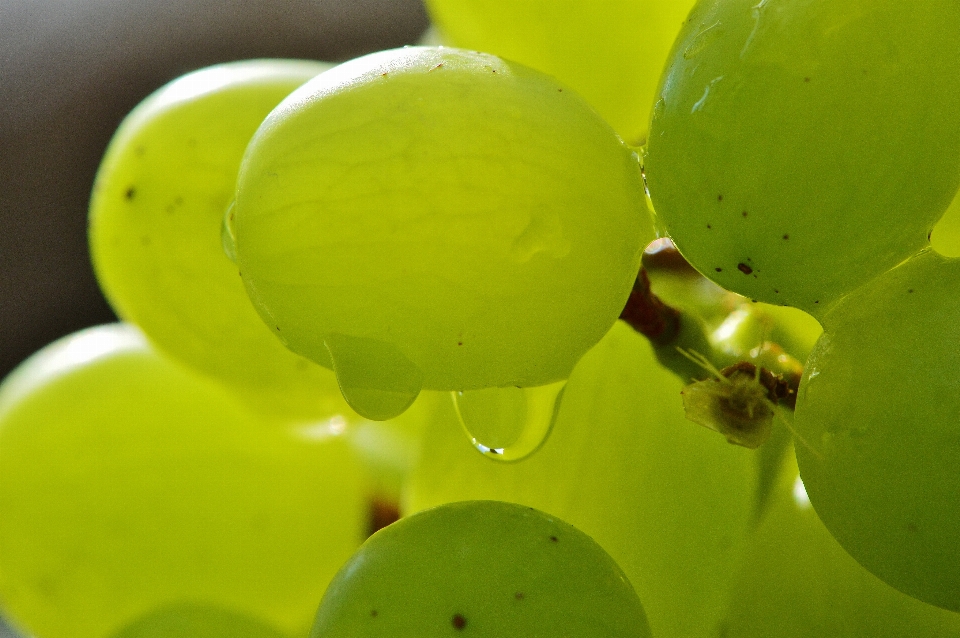 Natura pianta vino fotografia