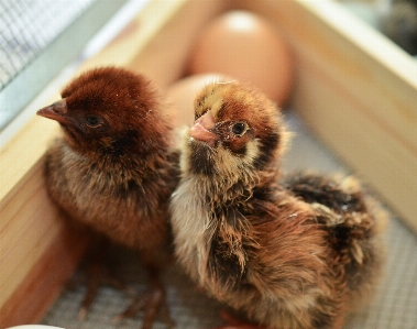 鳥 野生動物 ふわふわ 嘴 写真