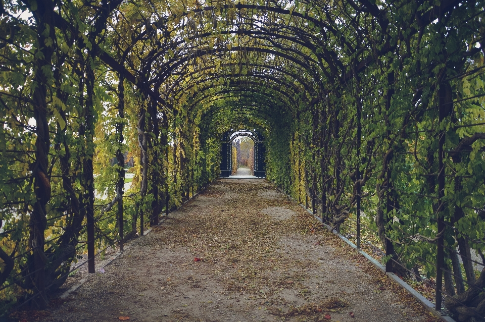 Tree forest path tunnel