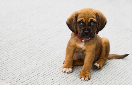 Foto Anak anjing satwa peliharaan