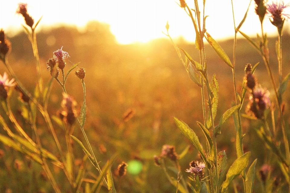 Nature grass branch plant