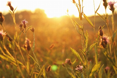 Nature grass branch plant Photo