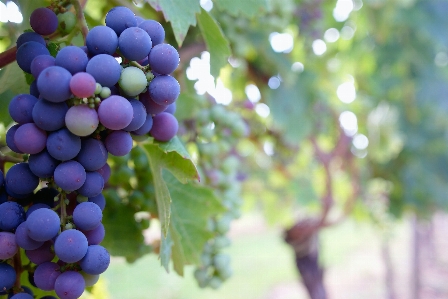 Branch blossom plant grape Photo