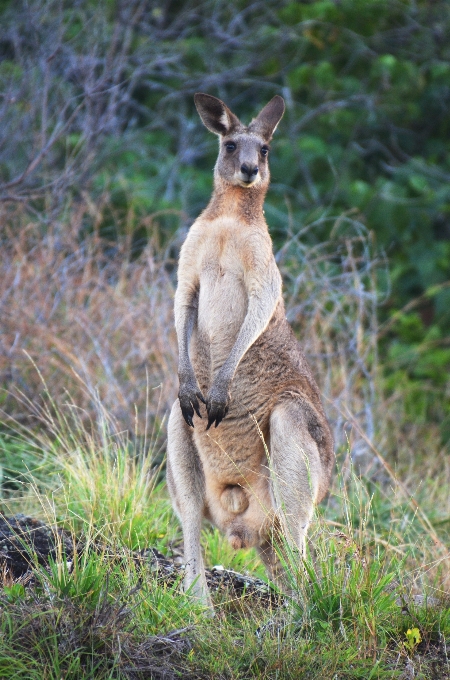 Natur tierwelt säugetier fauna