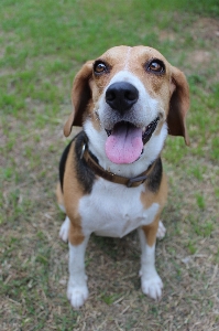 Foto All'aperto cane animale carino