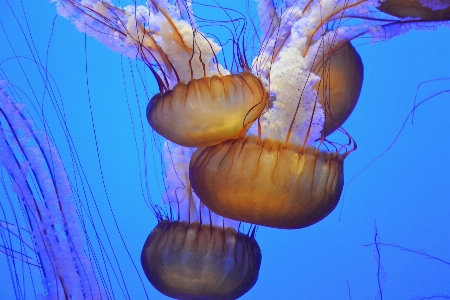 Ocean underwater biology jellyfish Photo