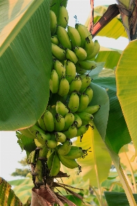 Tree nature plant sky Photo