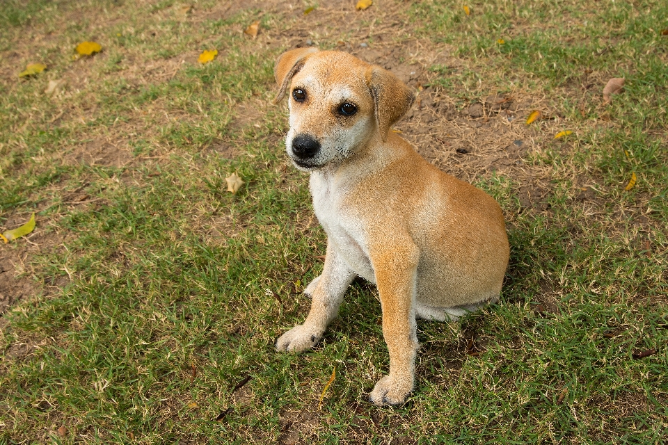 Cucciolo cane animale carino