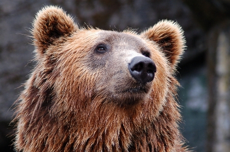 Animal bear wildlife zoo Photo