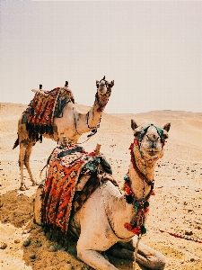 Landscape sand desert dry Photo