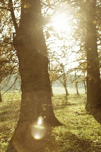 Landscape tree nature forest Photo