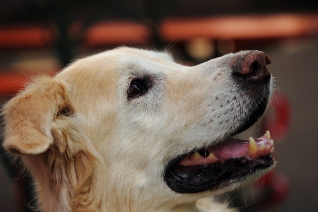 Weiss hund säugetier gähnen Foto