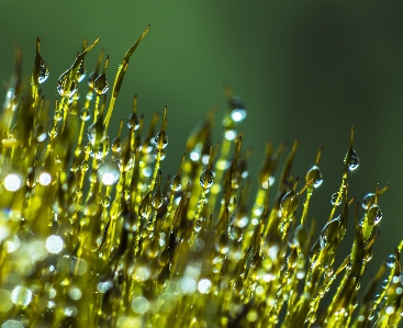 Water nature grass outdoor Photo