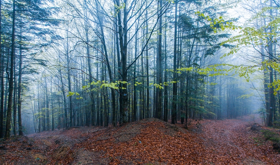 Albero natura foresta sentiero