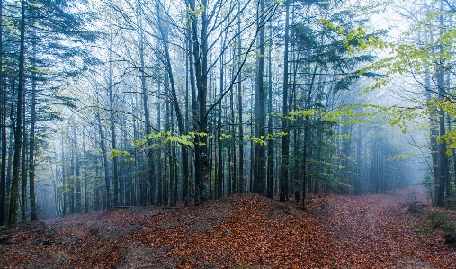 Tree nature forest path Photo