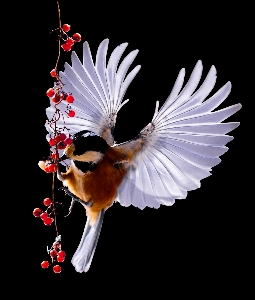 Nature bird wing flower Photo